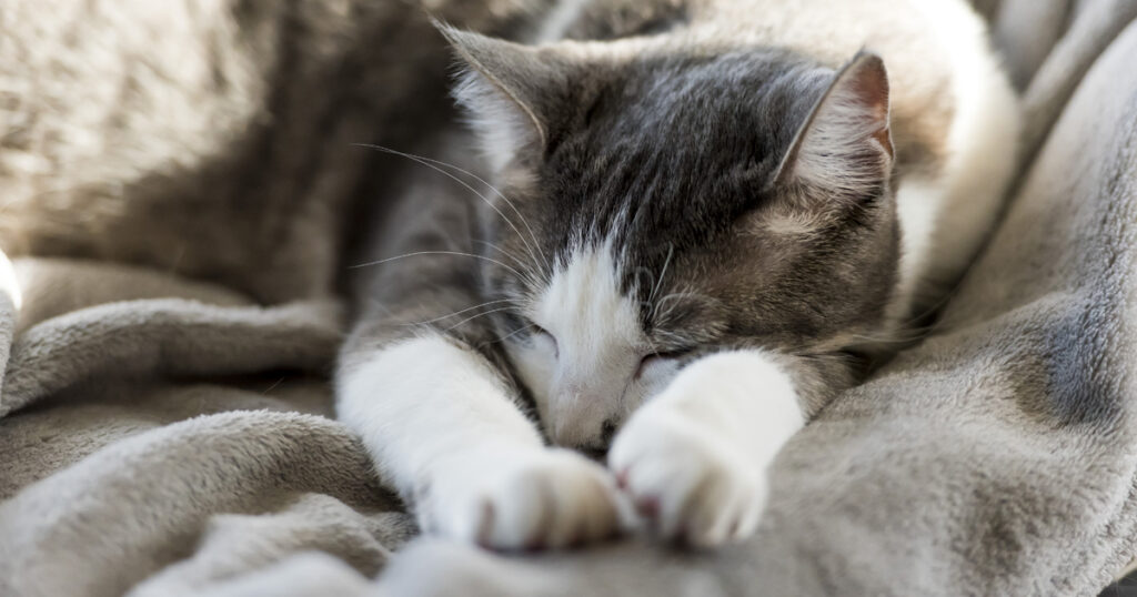 Benefits of Melatonin for Cats – Melatonin, The Good and the Bad for Cats